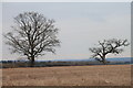 Winter Trees