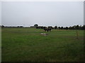 Grazing, Edderthorpe