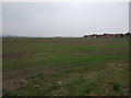 Farmland, Cudworth Common