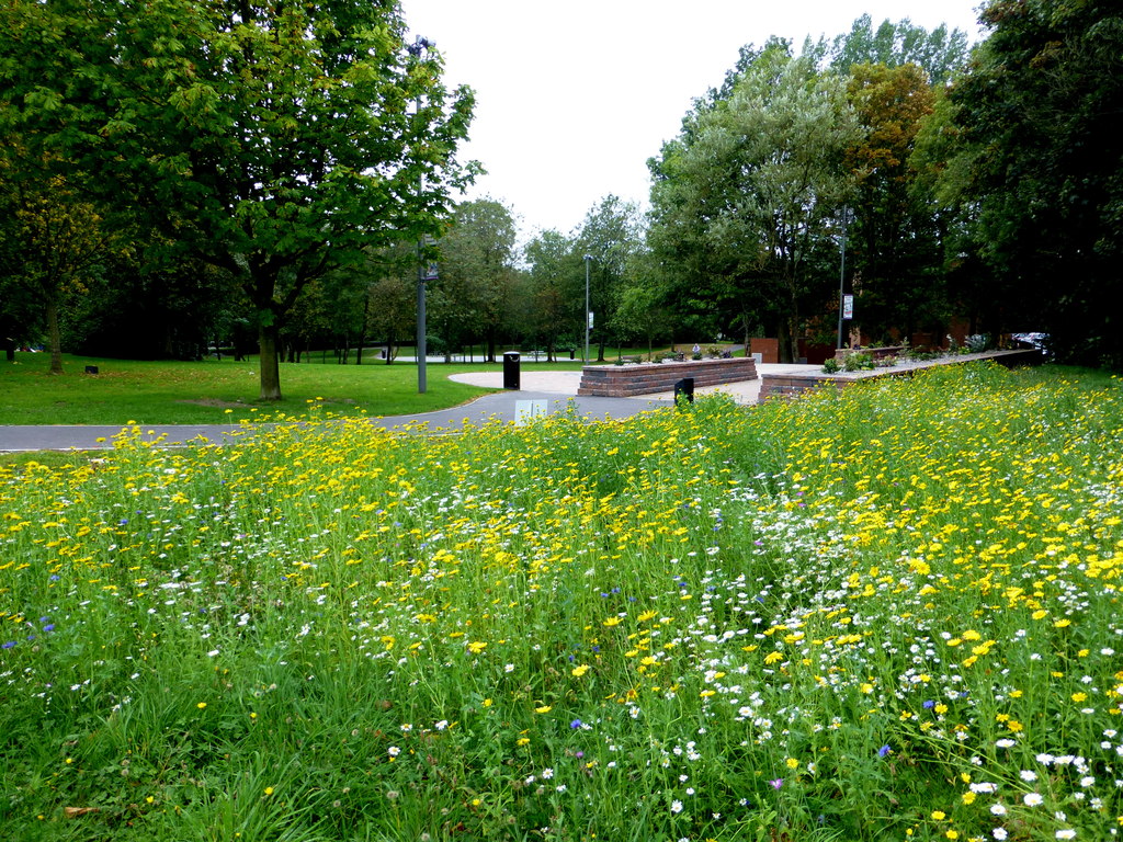 Wildflower garden, The Grange © Kenneth Allen :: Geograph Ireland