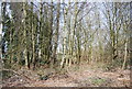 Woodland by the Basingstoke Canal