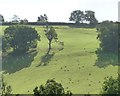 Hillside sheep pasture, north of Cwm-y-wiwer Farm