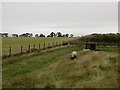 Tups, Elmwood College Farm