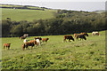 Cattle grazing at Gurland Farm