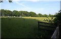 Sheep pasture, Whiteford Cross