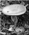 Dead bug on mushroom beside the footpath to Star House