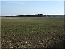 TF2781 : Farmland off Bluestone Heath Road by JThomas