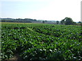 Crop field, Thornton