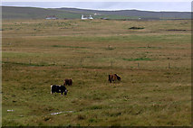 HP6412 : Shetland ponies at Haroldswick by Mike Pennington