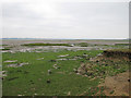 Seaweed and mudflats, St Lawrence Bay