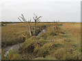 TL9806 : Dead trees in the salt marsh by Roger Jones