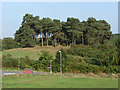 Pine covered knoll