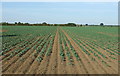 Crop field, Catchwater Farm