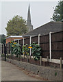 Gedling: spire and sunflowers