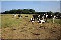 SS7617 : Cattle at Mouseberry Cross by Derek Harper
