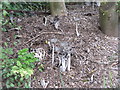 Ink caps [Coprinus lagopus]