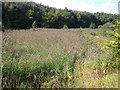 Part of Saltwells Nature Reserve