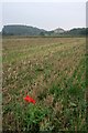 Stubble Field near Aldbrough St. John