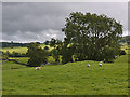 Fields by Walmgate farm