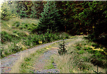 SN8054 : Forestry road in Coed Nantyrhwch, Powys by Roger  D Kidd