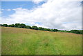 Footpath across a meadow