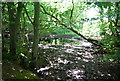 Wooded pond