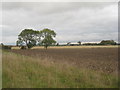 Trees and New Village House