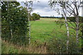 Grassy field by the A556