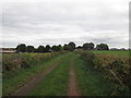 Track towards Manor Farm, Shafton