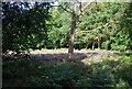 Open woodland, Chislehurst Common