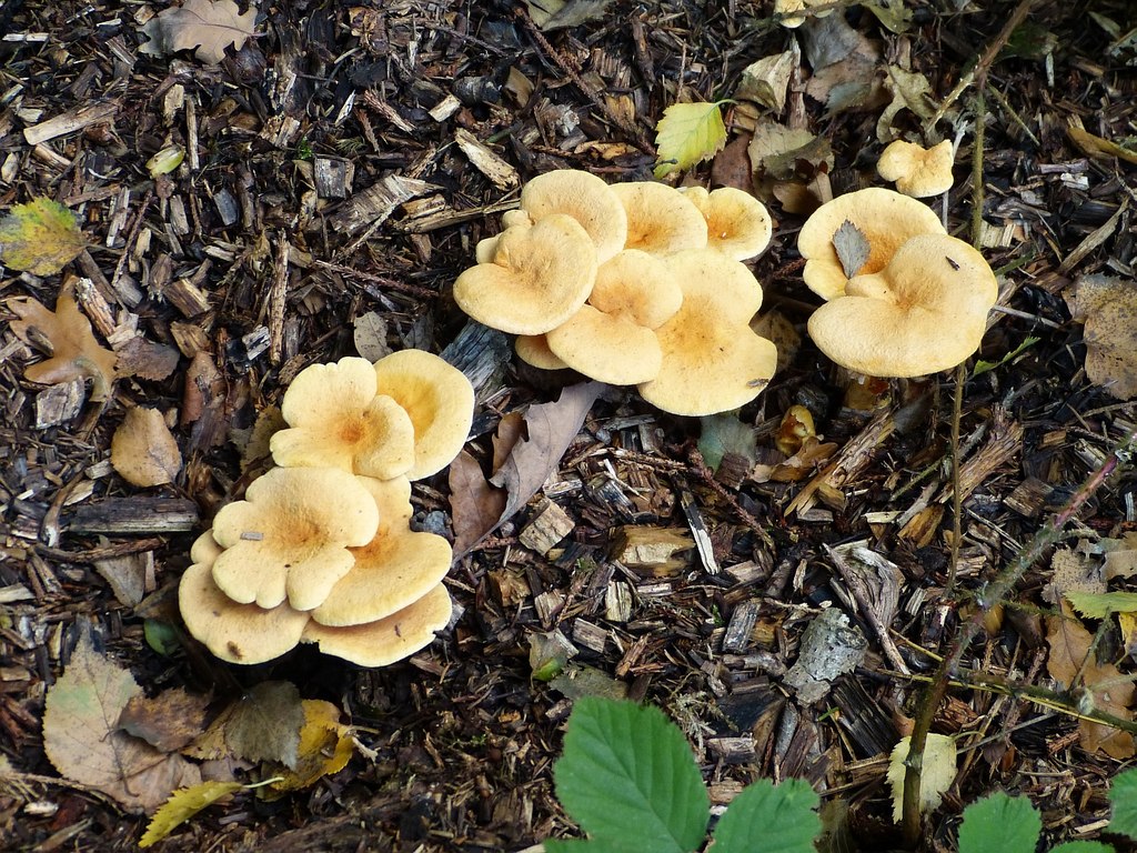 false-chanterelles-hygrophoropsis-rob-farrow-geograph-britain