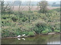 SO5618 : Swans by the River Wye by M J Richardson