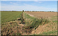 Overgrown Drain off Thacker Bank