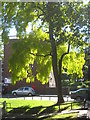 A Robinia tree in autumn sun in Bourne Terrace Westbourne Green