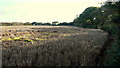 Unharvested field at Bosence