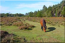 SU2804 : Poundhill Heath, New Forest by Mike Smith
