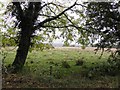 A shady tree, Drumnaforbe