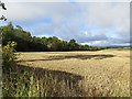 Stubble near Kinrossie