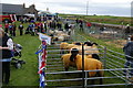 Sheep at the East Mainland Show