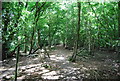 Footpath through the woods