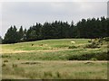 Cattle near Plains