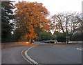 Autumn colour - Boundary Road