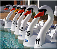 J5082 : The 'Pickie Swans', Bangor by Rossographer