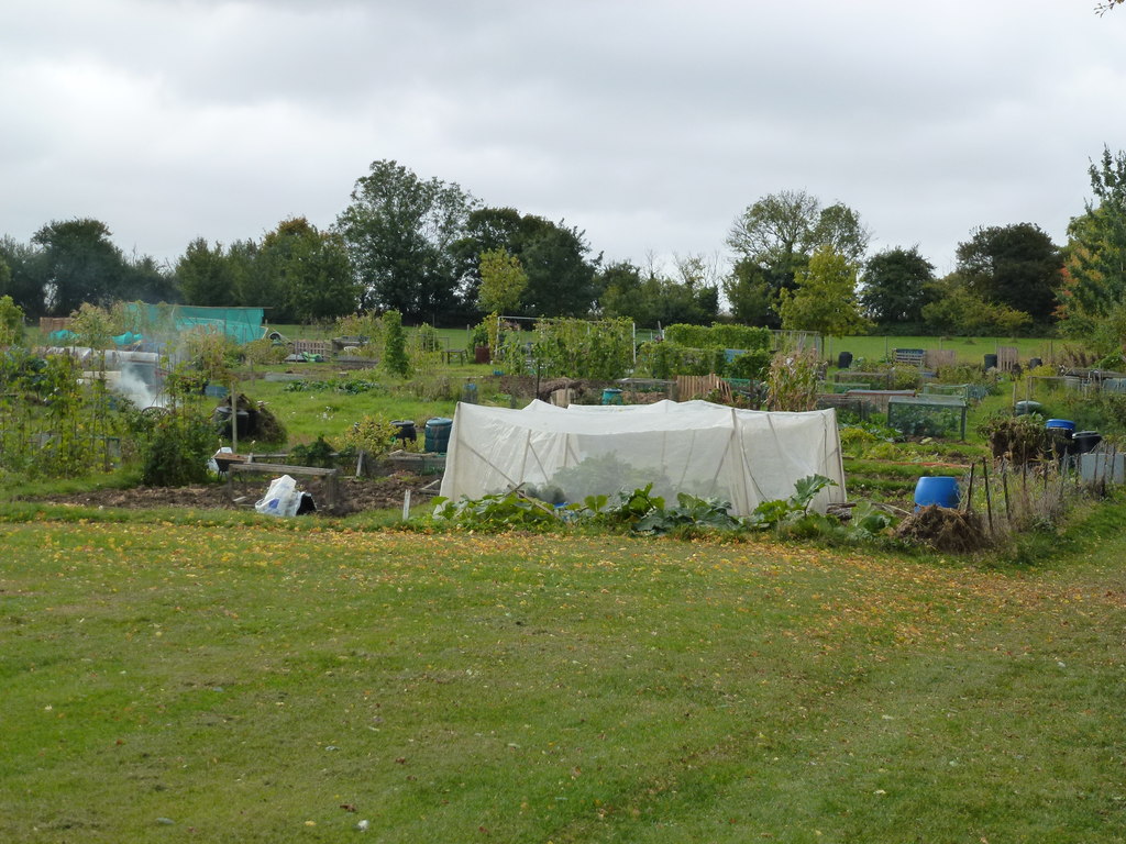 Allotments in Sawtry © Richard Humphrey :: Geograph Britain and Ireland