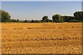 Arable field at South Moreton