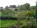 Allotments south of Ovingham