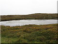 Dwarf whins and heather on the edge of a moorland pool