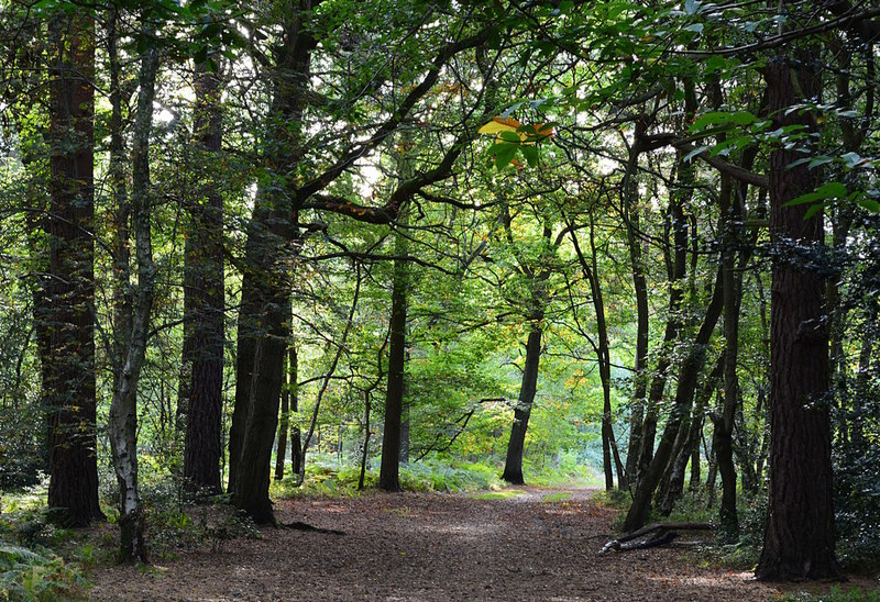 Bridle path in the middle of Pamber... © Edmund Shaw :: Geograph ...