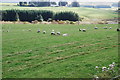 Pasture Land and Sheep