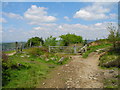 Junction of Paths, Wild Bank